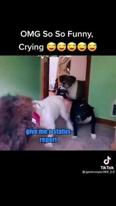 Get em, boys