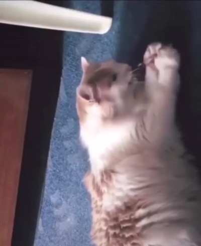 Poor cat