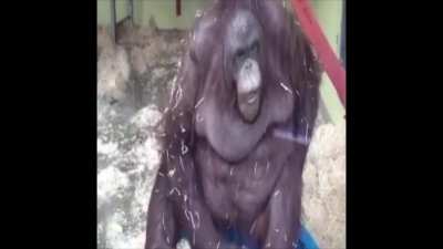 Just be monke