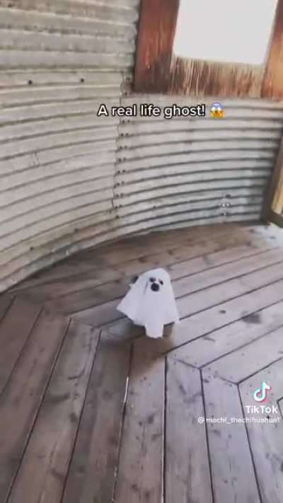 The most convincing paranormal footage you'll ever see