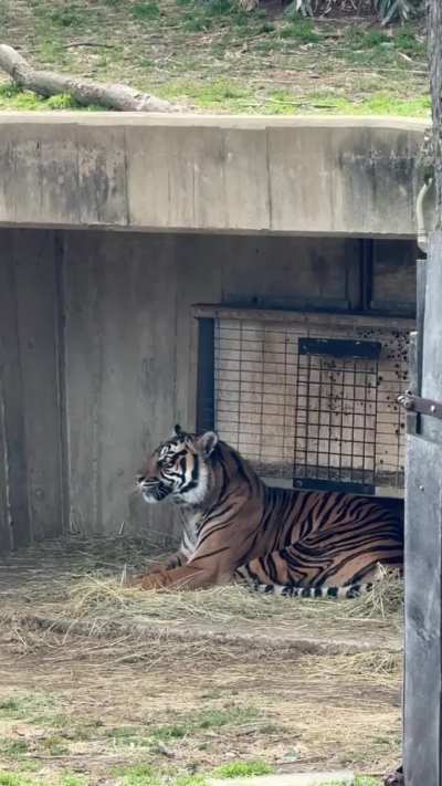 Does anyone know why this tiger is making this noise?