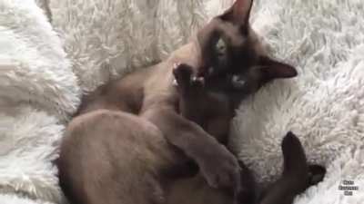 Cat’s reaction to Tornado Warning System