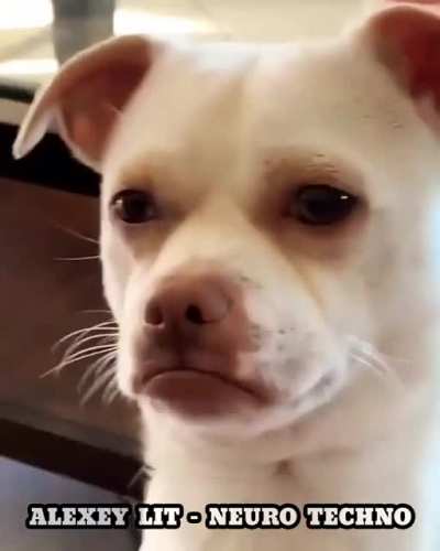 Doge