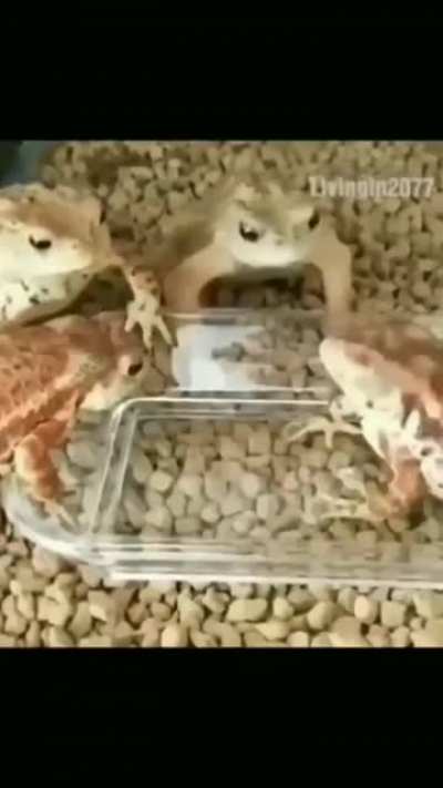 Prog