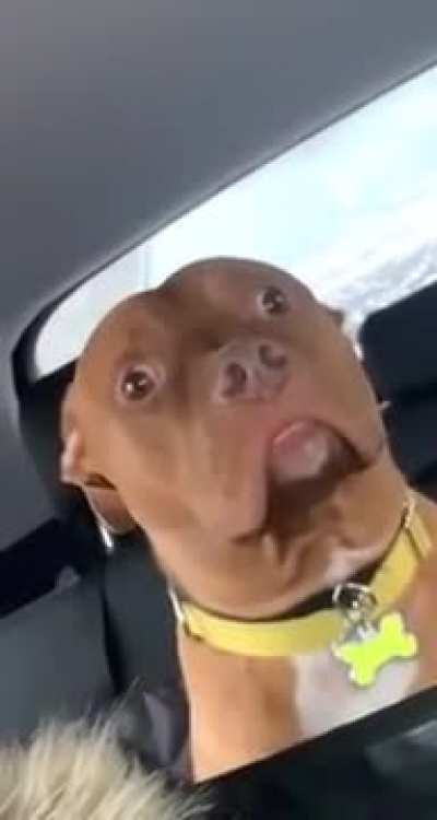 Dog realizes he's going to the vet