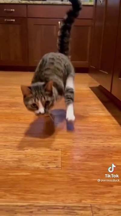 I freaking love cats