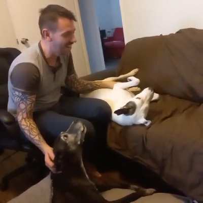Are the dogs saying I can't sing or singing with me?
