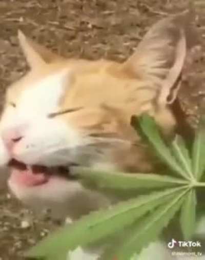 Russian cat