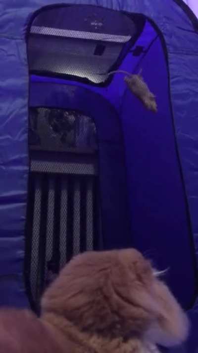CATastrophe