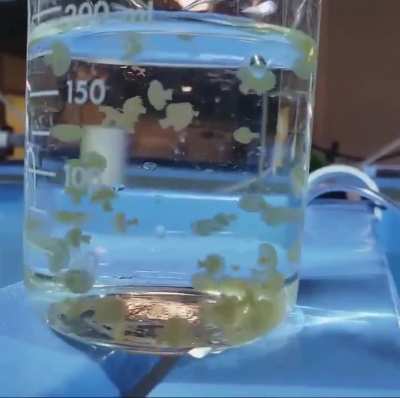 Wee jellies