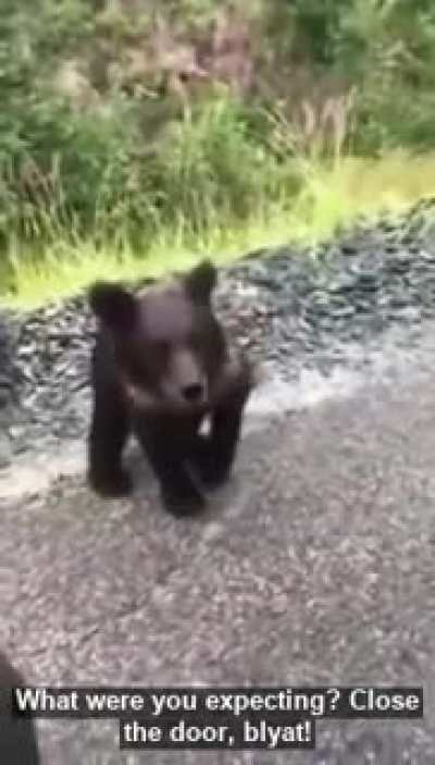 BearVideos