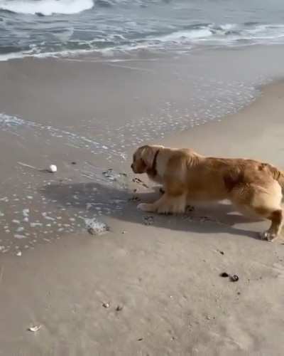 Good boy braving the ocean waves to retrieve his ball