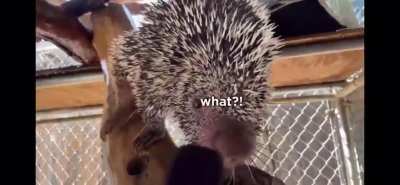 a title