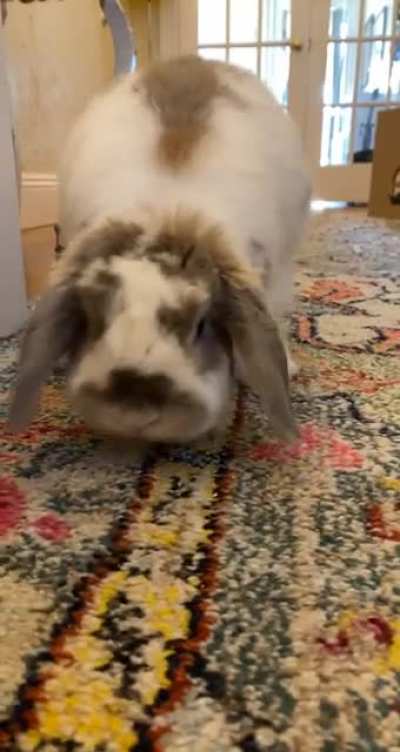 Morning happy hops!