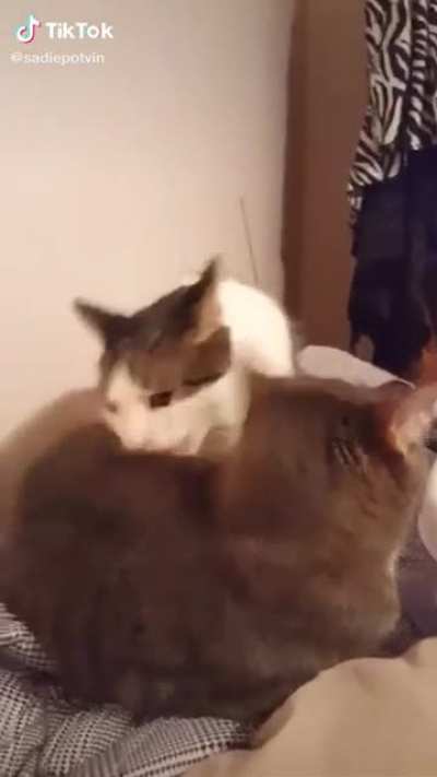 Meow