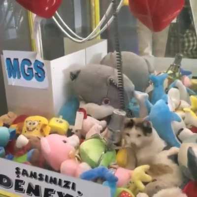 The pussy wasn't stuffed properly