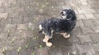 Baby koala mistakes dog for his mother