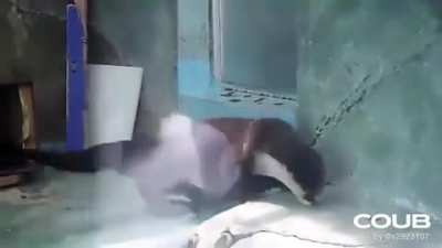 Otter_irl