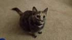 Our cat Oakley doesn't meow, instead she squawks. She's also one of the stupidest and sweetest cats i've ever met.