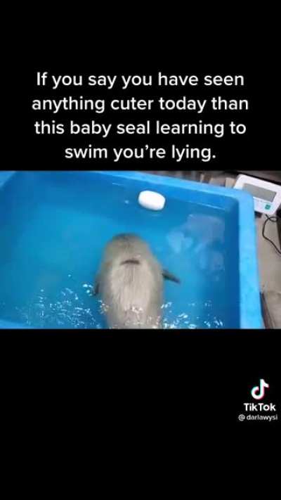 Baby seal