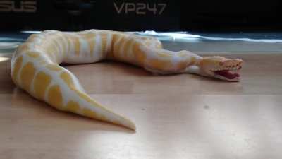 After good meal a big yawn.