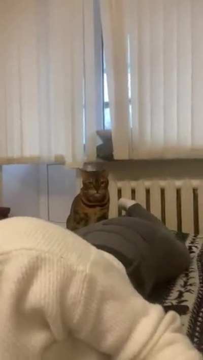 It's just love... Sister just lay down on the cat's favorite place on the bed 😂