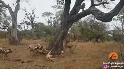 Three Way Face Off over an impala that’s still alive.