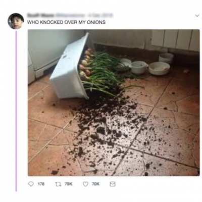 Onion