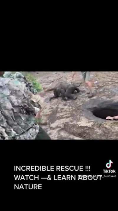 Men save a baby elephant trapped in a hole. No information if the little one was reunited with mother yet.