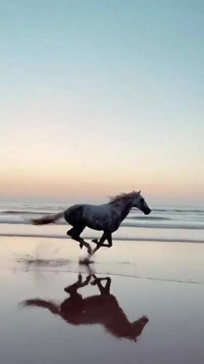 Full beast mode! This horse on a beach in Morocco and the smooth cinem<wbr>atogr<wbr>apher who captured her