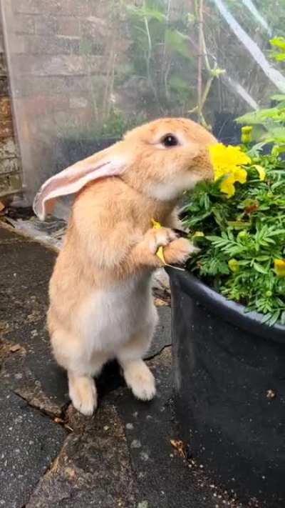 Marigolds for breakfast...it's lucky I love you!