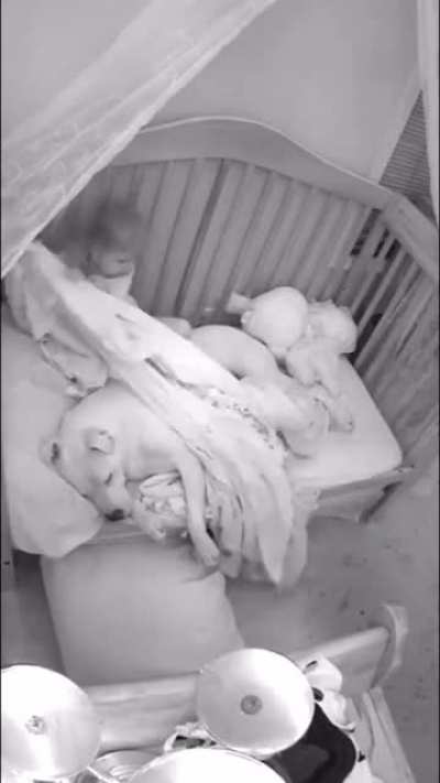 Little girl tucks in pitbull before bed