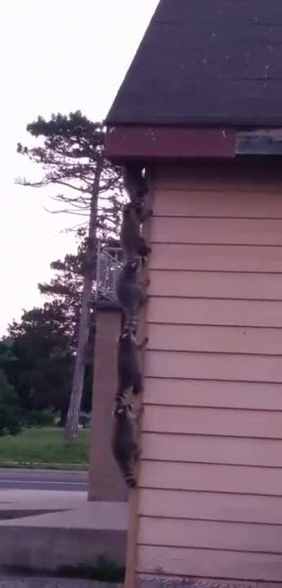 Raccoon family moving into their new home