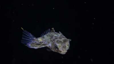 Juvenile Flying Gurnard