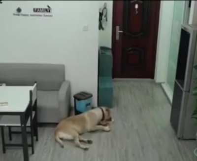 While the owner was sleeping, the dog opened the freezer, took out the ice cream, ate it and threw all the evidence in the trash😀🌈