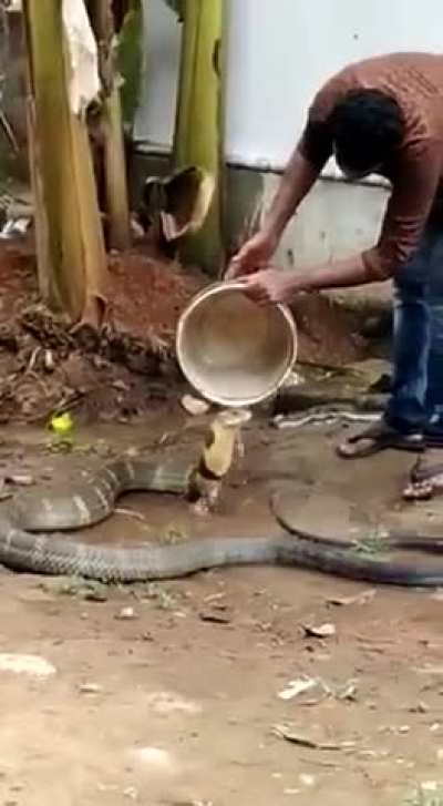 Human helps a king cobra beat the heat in India.