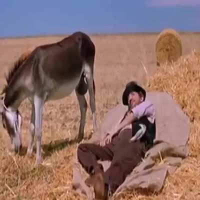 Donkey balls