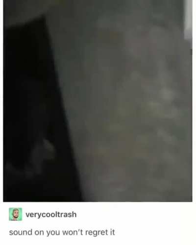 This cat is Vanessa Gekko confirmed