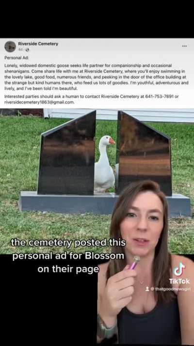 Lonely goose finds new partner 🥹