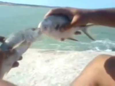 fishs