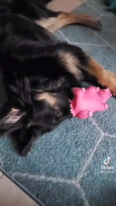 Piggy piggy!
