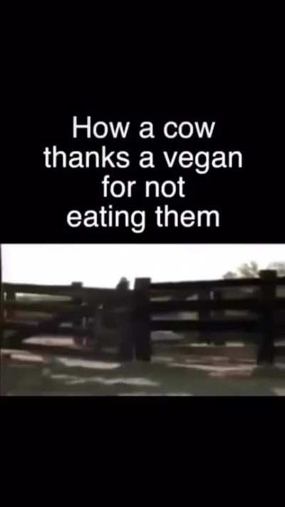 Happy cow 