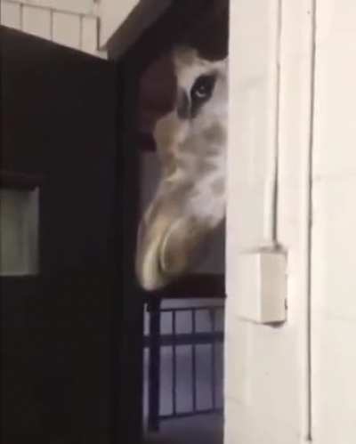 As chances de você ser morto por uma girafa são poucos, mas nunca zero