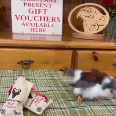 The Pigmy Falcon is Africa's smallest Raptor