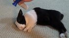 Waking up a sleeping rabbit with an air horn