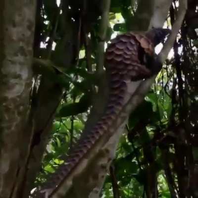 This beautiful animal is the black-bellied pangolin. Having large scales which are often a rich ochre color w/ dark borders & the only species with black skin. It has 47 vertebrae in its tail, more than in the tail of any other mammal. This pangolin i