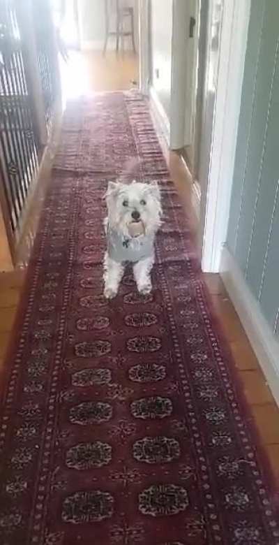 Hi doggy