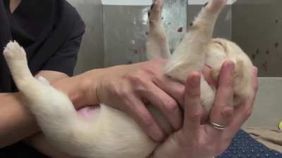 Flipping this litter of guide dog pups