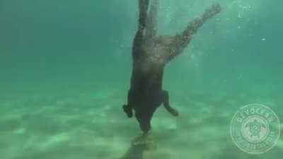 A Lobster Retriever