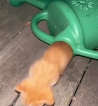 Cat generator